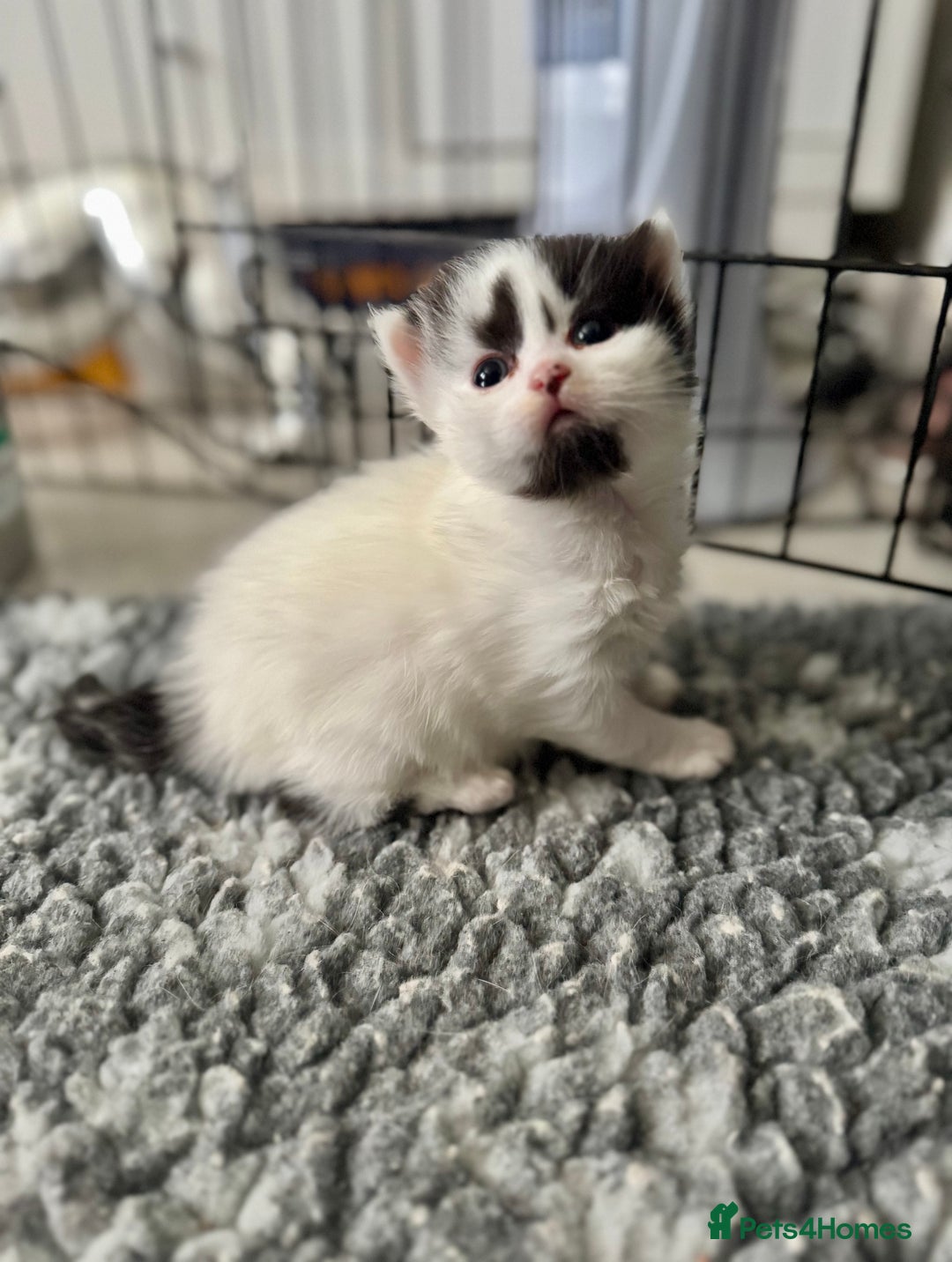 Persian cats for sale: Persian x kittens - Image 10