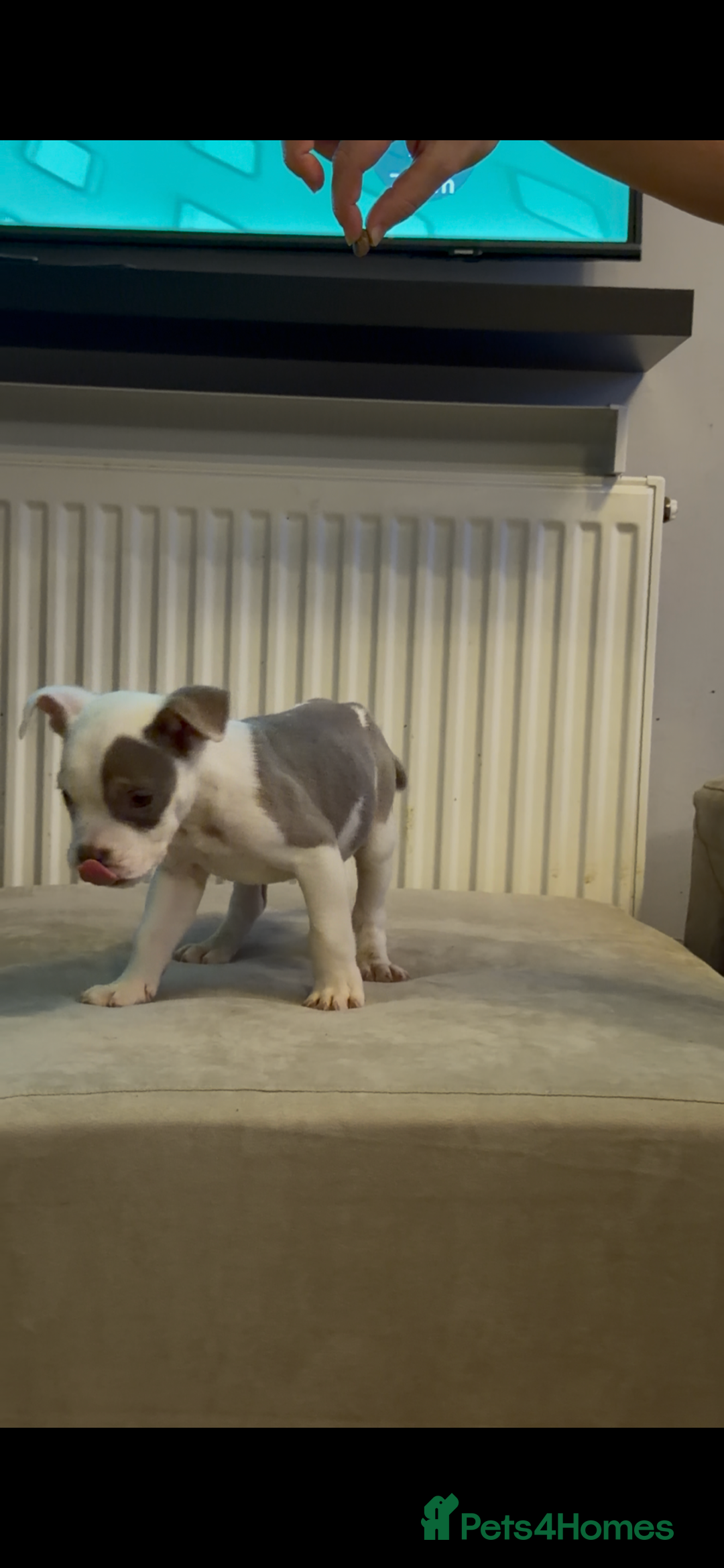 American Bully dogs for sale: 💥 Pocket bully puppies 💥 - Image 1