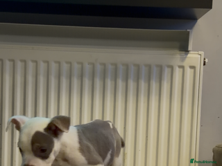 American Bully dogs - Advert 1