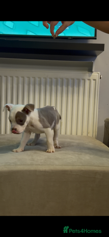 American Bully dogs - Advert 1