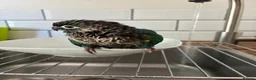 Conures birds for sale: Turquoise Conure - Advert 5