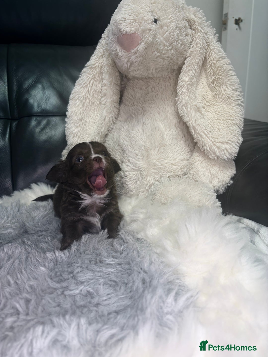 Chihuahua dogs for sale: Stunning tiny Chihuahua puppy’s male female  - Advert 27