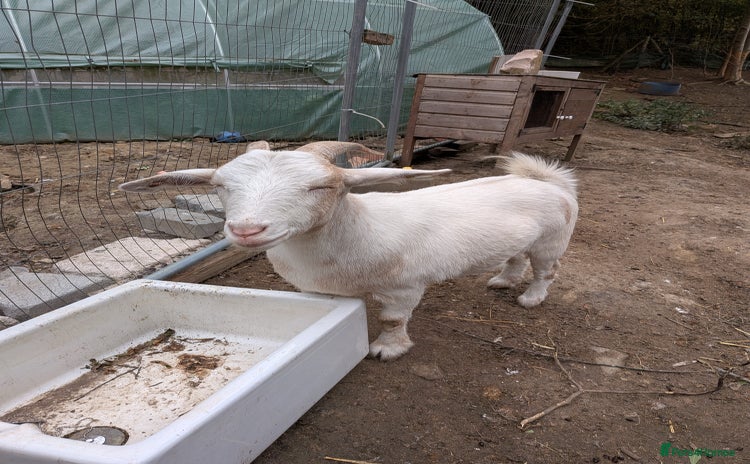 Goats livestock - Advert 1