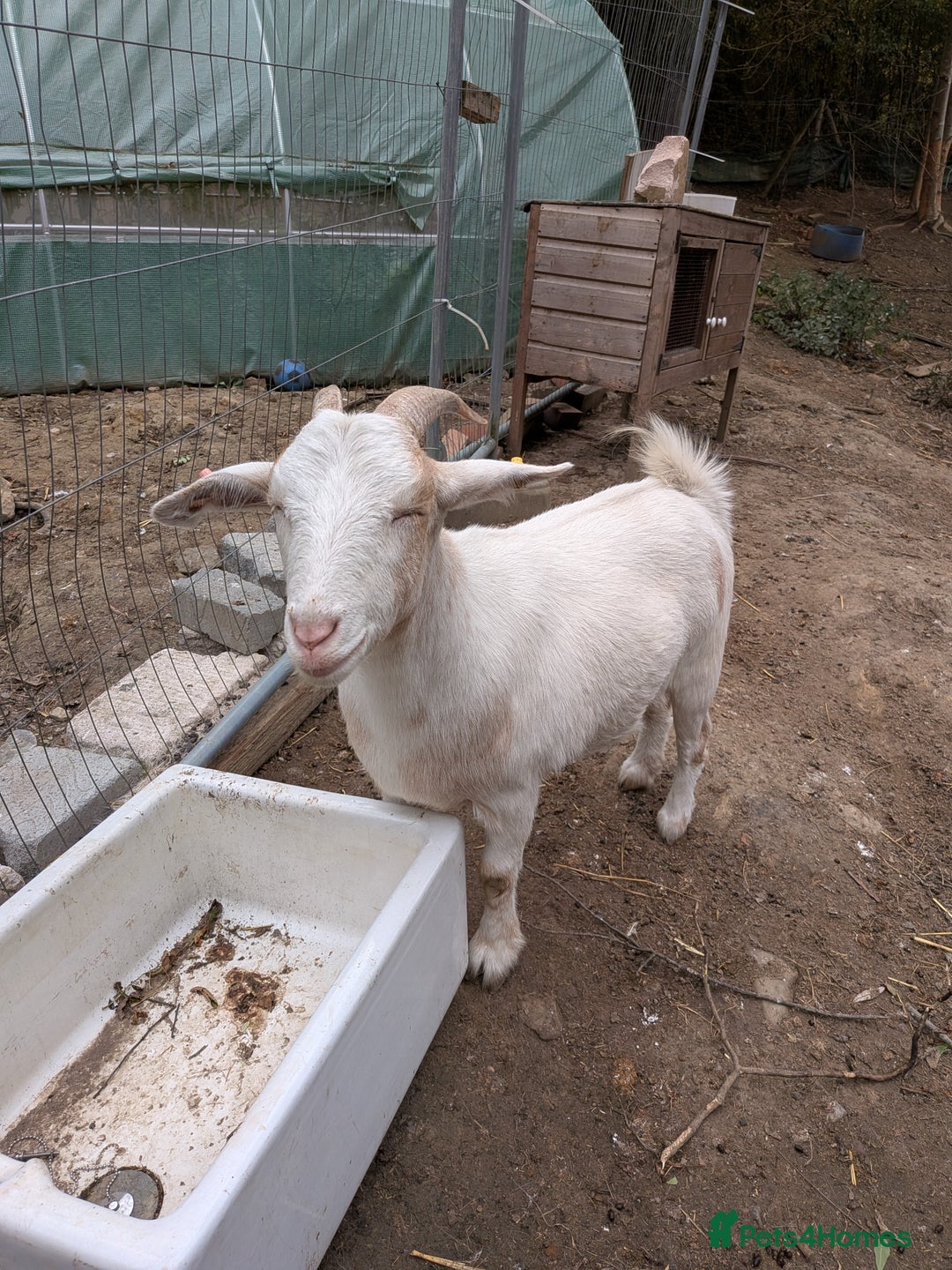 Goats livestock for sale: Beautiful Sanaan/pygmy goats  - Image 1