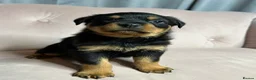 Rottweiler dogs for sale: Rottweiler puppies one boy & one girl left  - Advert 2