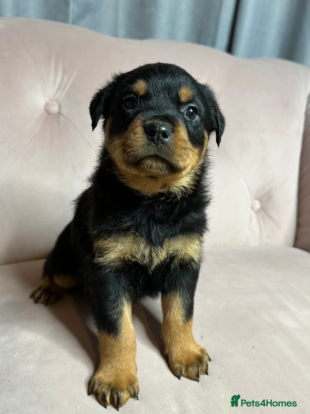 Rottweiler dogs for sale: Rottweiler puppies one boy & one girl left  - Advert 2
