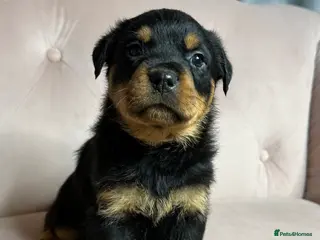 Rottweiler dogs Rottweiler puppies READY NEXT WEEK! - Advert 15