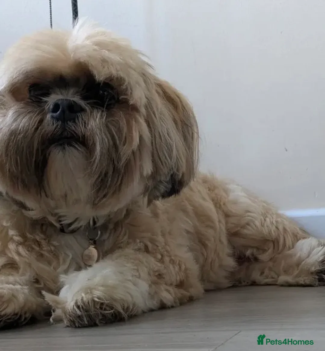 Shih Tzu dogs for sale: Female Adult Shihtzu for sale - Advert 2