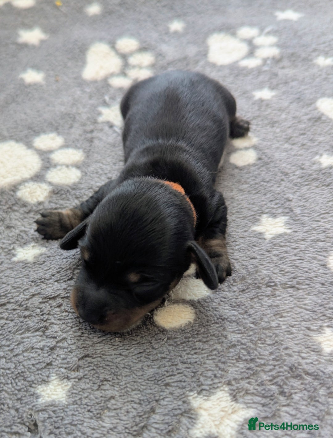Miniature Dachshund dogs for sale: KC Registered miniature Dachshund Puppies - Image 5