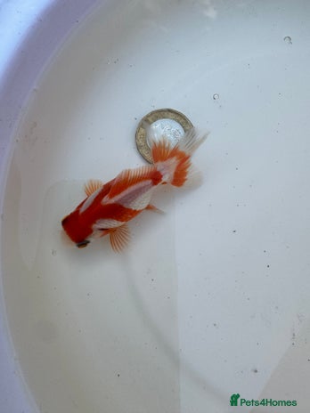 Goldfish fish in Liverpool - Advert 4