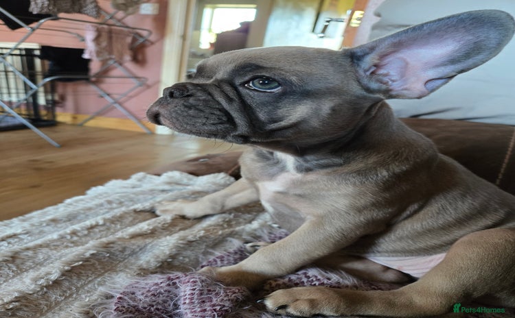 French Bulldog dogs - Advert 2