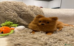 Pomeranian dogs for sale: Beautiful 6-Month-Old Pomeranian Girl for Sale  - Image 4
