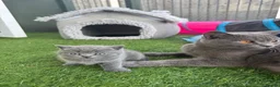 British Shorthair cats for sale: Pure breed British shorthair for sale in Denham - Advert 16