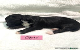Mixed Breed dogs for sale: Cockapoochi Puppies - Image 3