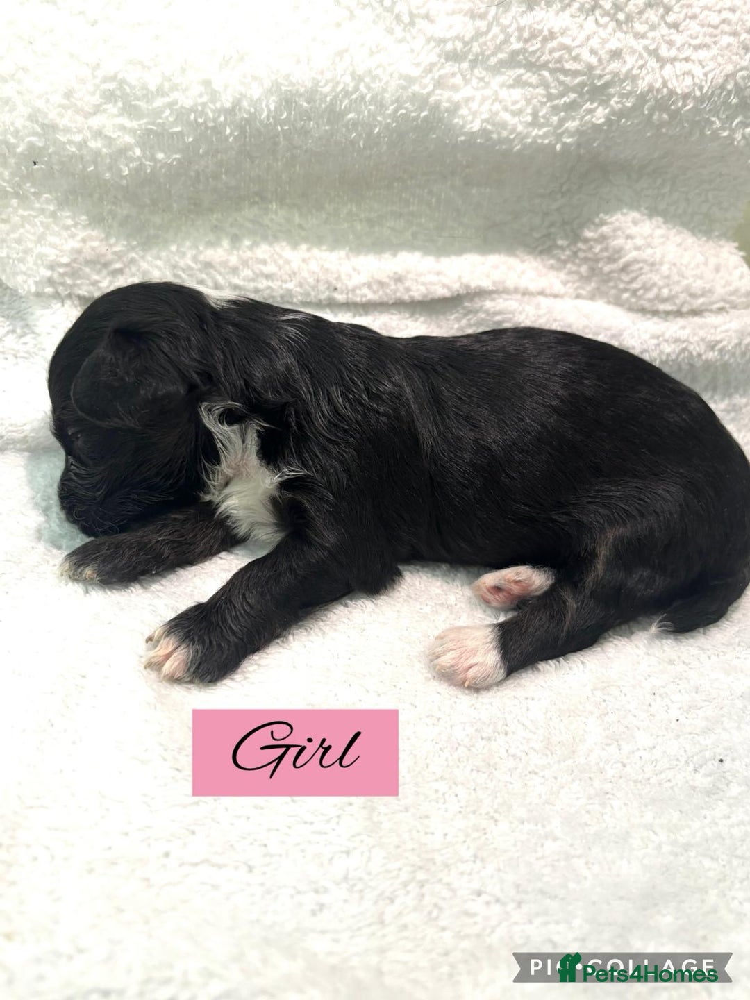 Mixed Breed dogs for sale: Cockapoochi Puppies - Image 3