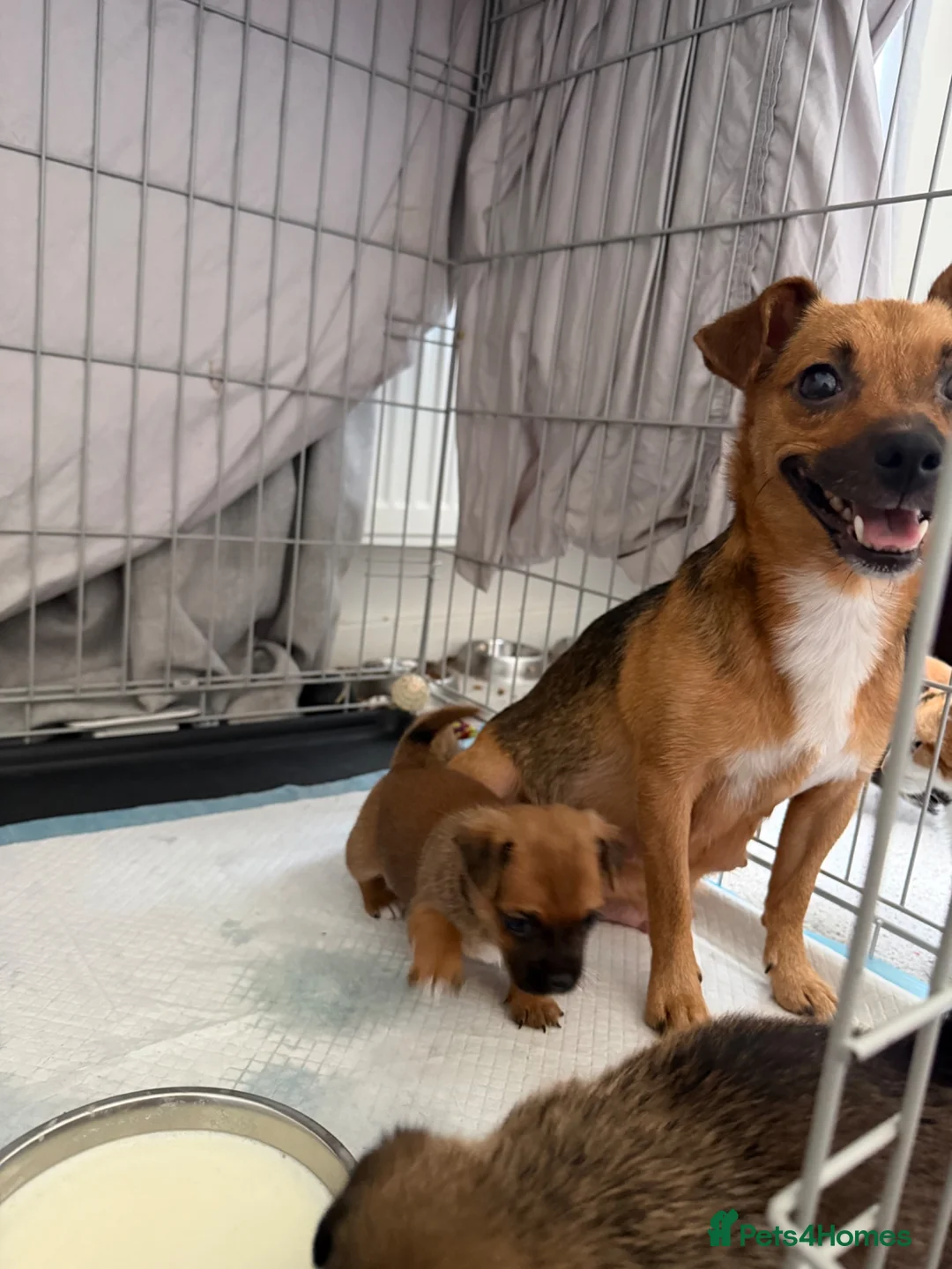 Jackshund dogs for sale: Jack Russell X Dachshund pups - Advert 25