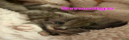 Mixed Breed cats for sale: Beautiful kittens - Advert 2