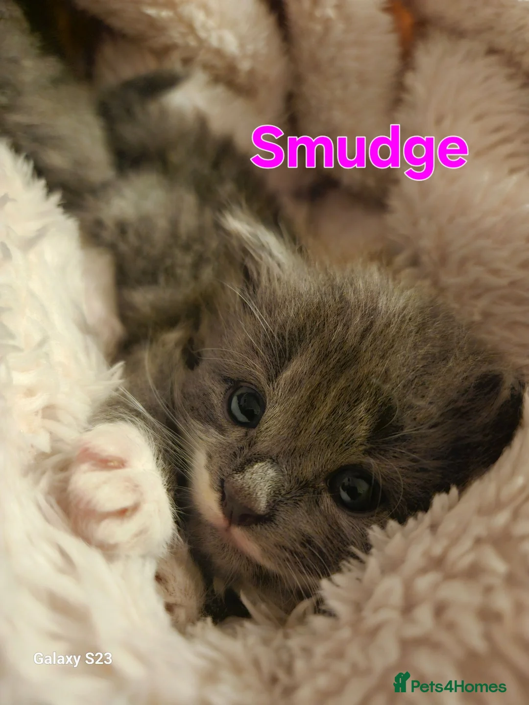 Mixed Breed cats for sale: Beautiful kittens - Advert 2
