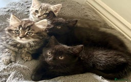 Mixed Breed cats for sale: British shorthair and Persian mix kitten - Image 9