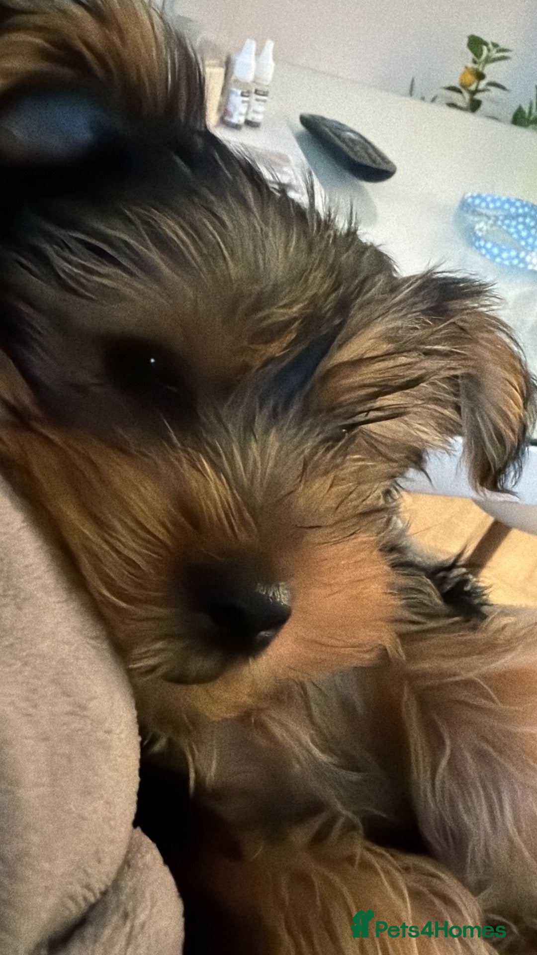 Yorkshire Terrier dogs Yorkshire Terrier Boy  - Advert 4