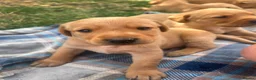 Labrador Retriever dogs for sale: Adorable KC registered labrador pups - Advert 5