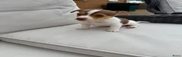 Jack Russell dogs for sale: Mini Jack Russell pups 🐶  - Advert 22