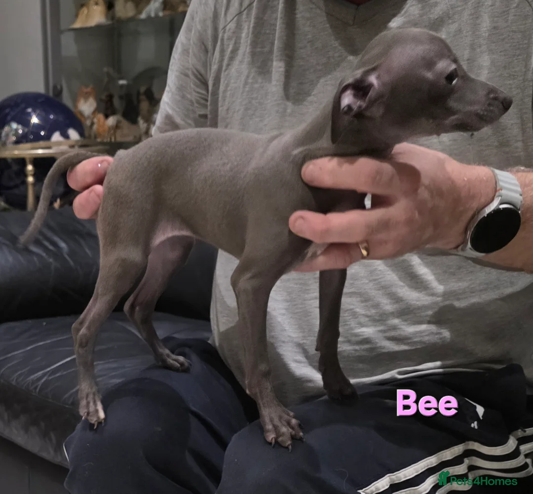 Italian Greyhound dogs for sale: 20 th feb KC reg quality  Just 1 blue boy & girl - Advert 7