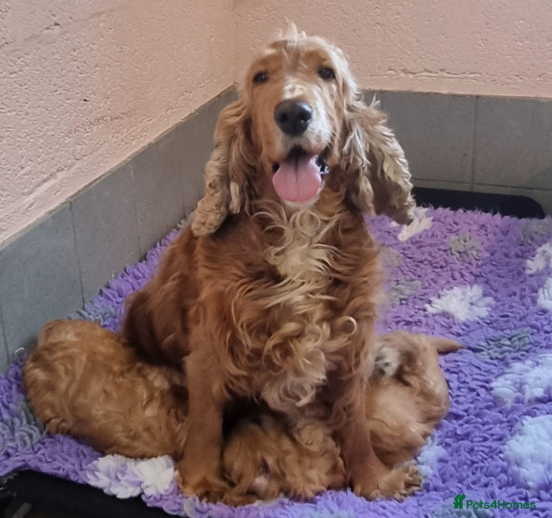 Cockapoo dogs for sale: Cockapoo puppies - Advert 1