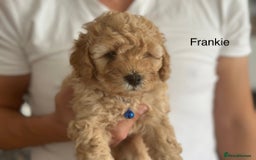 Cockapoo dogs for sale: Perfect Cockapoo Puppies  - Image 5