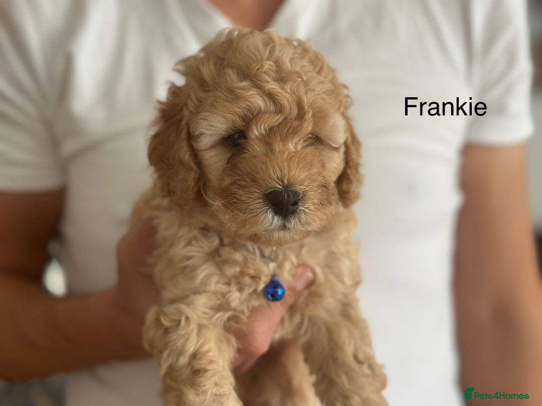 Cockapoo dogs for sale: Perfect Cockapoo Puppies  - Image 5