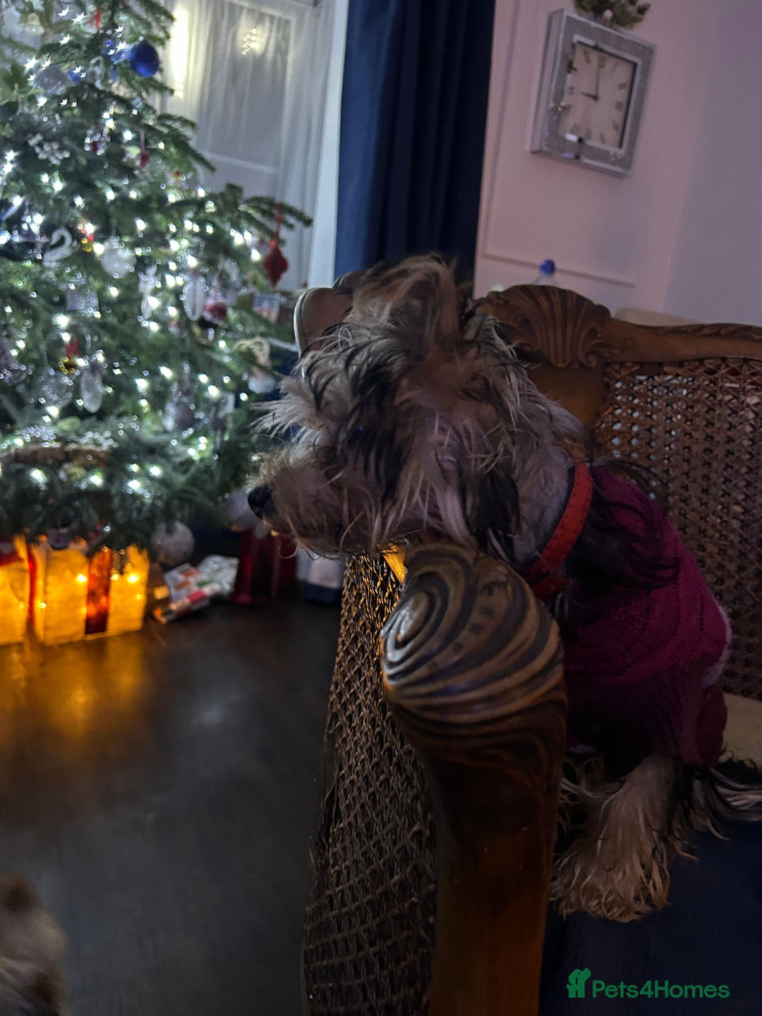 Yorkshire Terrier dogs for sale: Yorkshire terriers 1 boy 3 girls - Advert 10