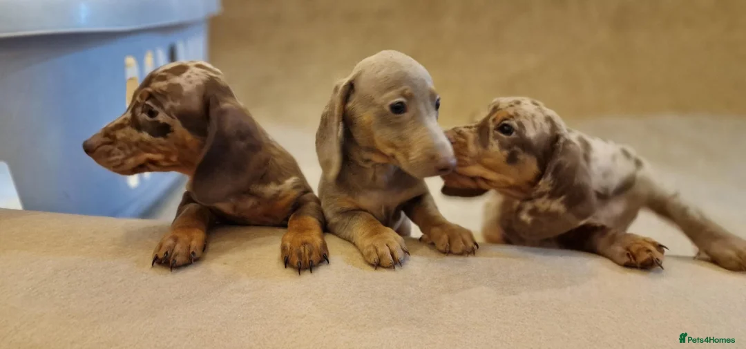 Miniature Dachshund dogs for sale: Mini dachshunds puppies  - Advert 8