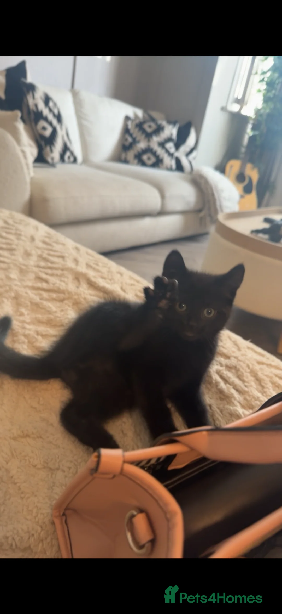 Mixed Breed cats for sale: 4 boy kittens  - Advert 2