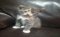 Russian Blue cats for sale: CALICO / RUSSIAN BLUE. - Image 4