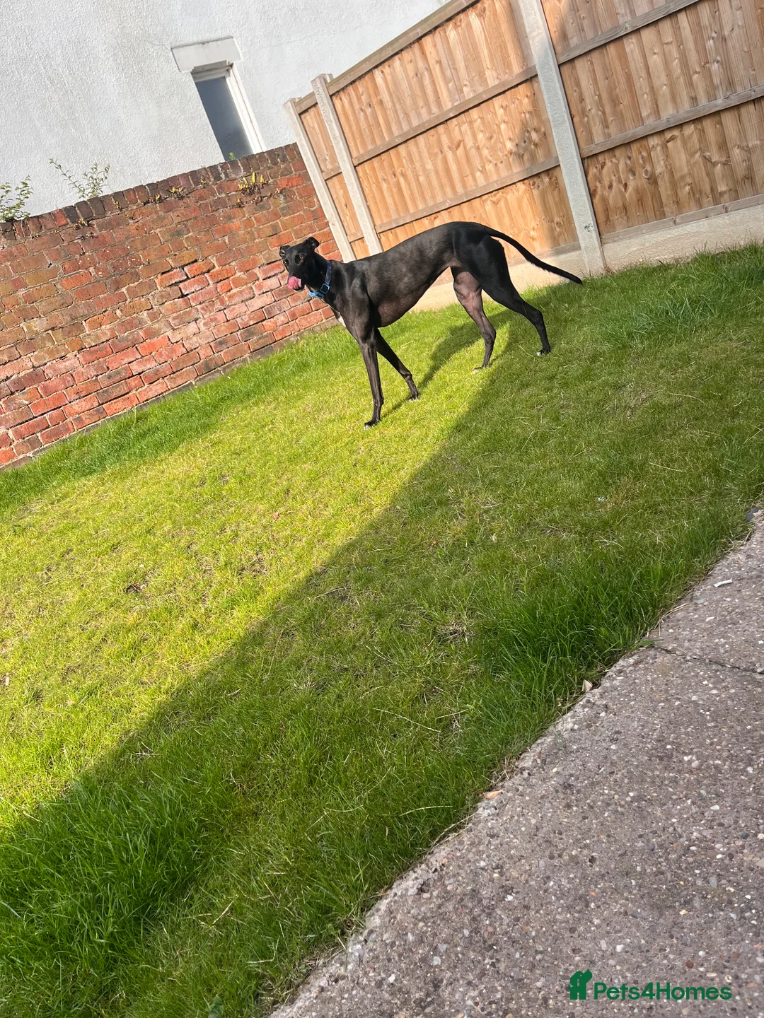 Greyhound dogs for sale: Greyhound - Rosie 4 years old  in Nottingham - Advert 1