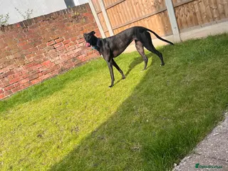 Greyhound dogs Greyhound - Rosie 4 years old - Advert 5