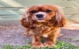 Cavapoo dogs for sale: Stunning F1 red Cavapoo Baby’s  - Image 7