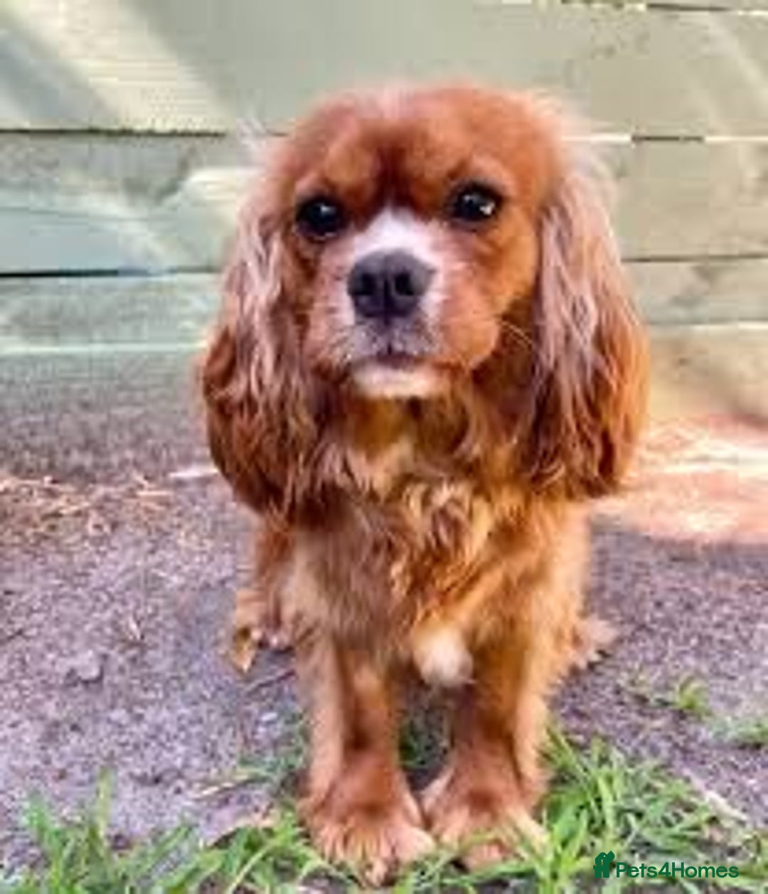 Cavapoo dogs for sale: Stunning F1 red Cavapoo Baby’s  - Image 7
