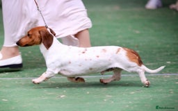 Miniature Dachshund dogs for sale: Pure Piebald Miniature Dachshunds Champion Lines - Image 8