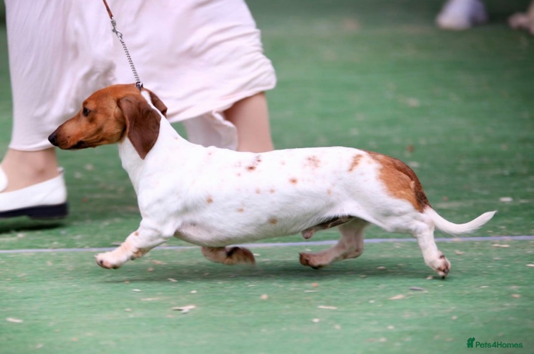 Miniature Dachshund dogs for sale: Pure Piebald Miniature Dachshunds Champion Lines - Image 8