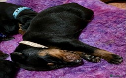 Dobermann dogs for sale: European Doberman puppies - Image 3