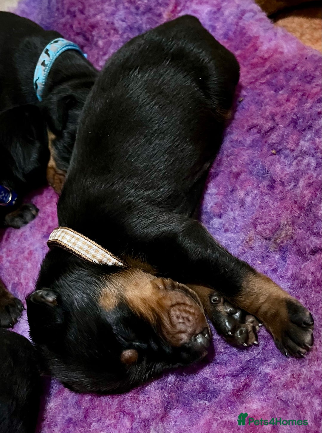 Dobermann dogs for sale: European Doberman puppies - Image 3