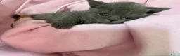 British Shorthair cats for sale: 4 British Shorthair Kittens in Batley - Advert 5