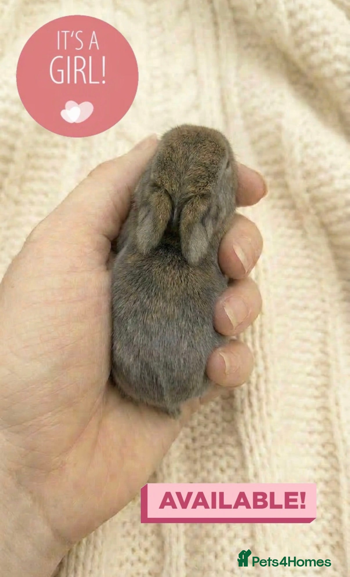 Mini Lop rabbits Stunning Mini Lop Babies Ready To Reserve 🐰🤍✨ - Advert 22