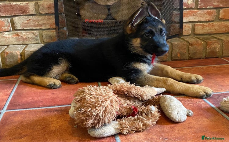 German Shepherd dogs - Advert 3