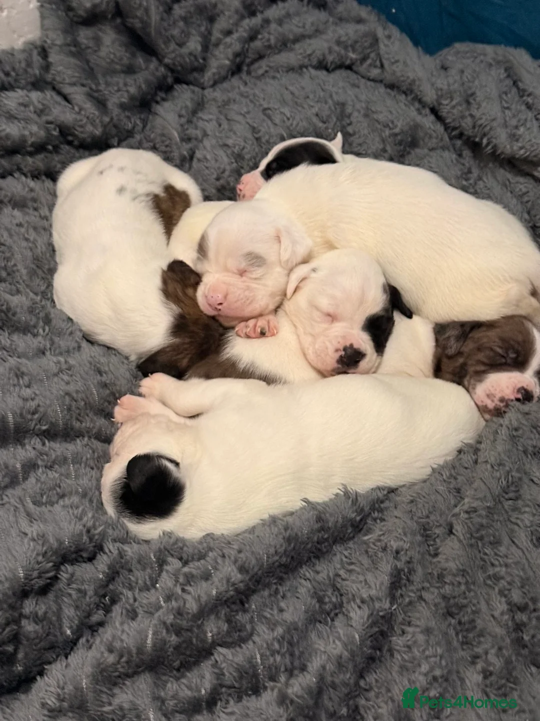 Mixed Breed dogs for sale: Fluffy puppy’s  - Advert 1