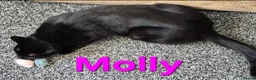 Mixed Breed cats for sale: Free to a good home - Advert 18