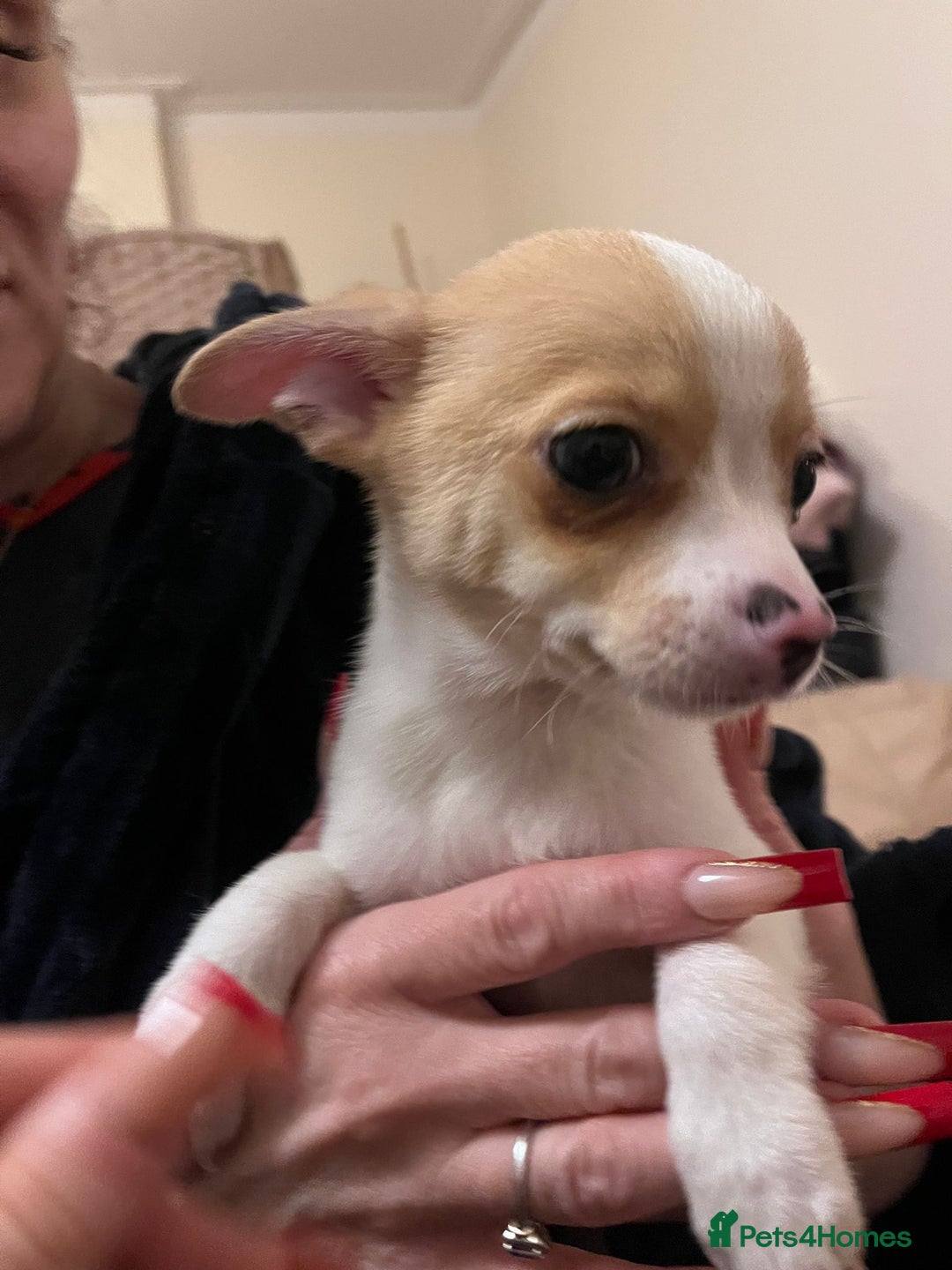 Chihuahua dogs for sale: Two male chihuahuas  - Advert 27