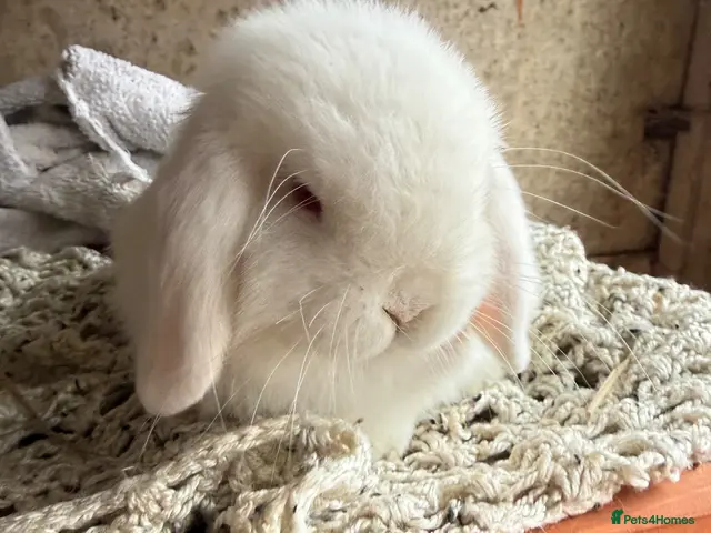 Mini Lop rabbits for sale: Excellent quality REW doe - Advert 1