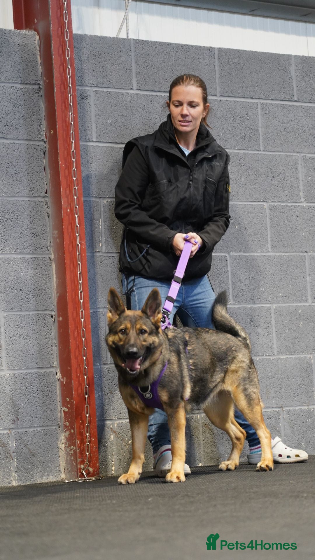 German Shepherd dogs for sale: Guard dog  - Advert 20